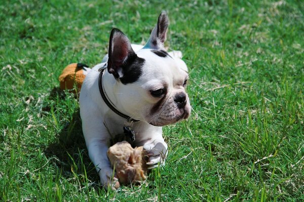 A small dog in the grass against the background of nature