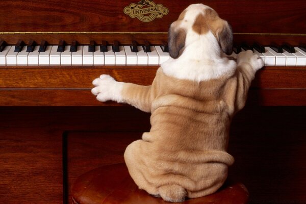 Immagine di un cane che suona il pianoforte