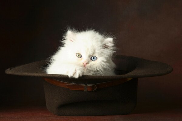 White fluffy kitten