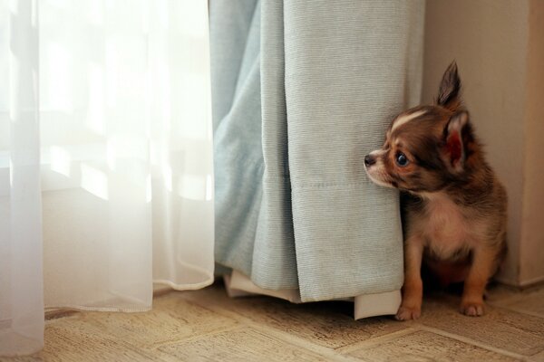 A curious dog peeks out from behind the curtain