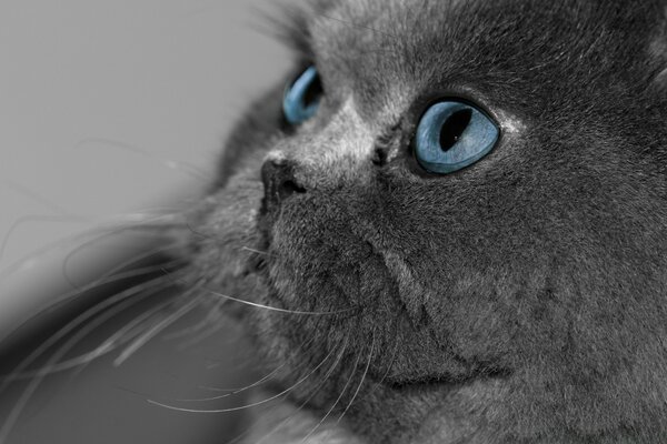 Graue Katze mit blauen Augen