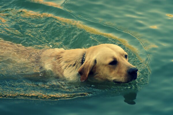 Taucherhund sucht Arbeit