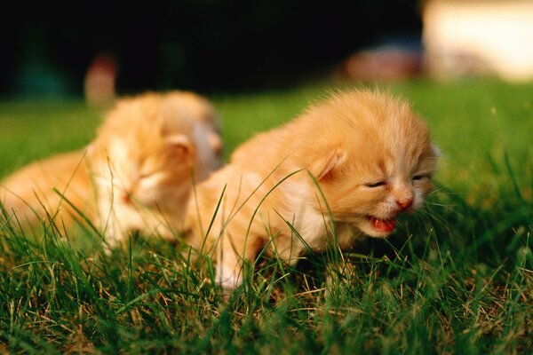 Cute kittens on the green grass