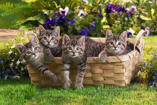 Quatre chatons assis dans un panier