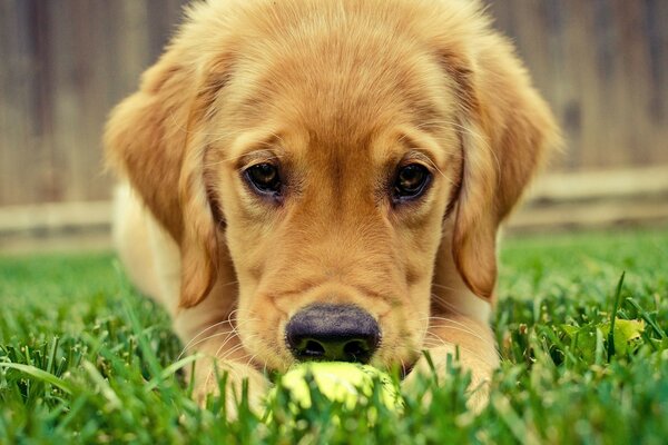 Cute puppy with a ball on the grass