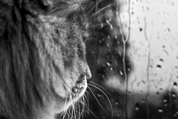 Graue Katze beobachtet den Regen