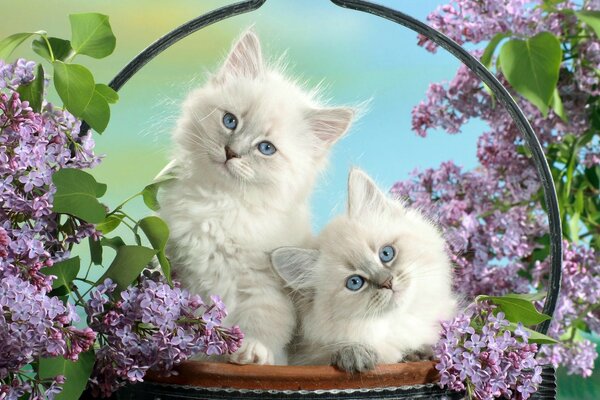 Deux chatons blancs en lilas