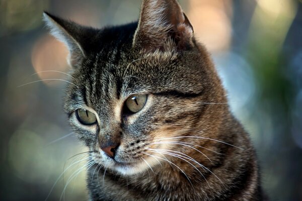 Der traurige Blick einer schönen Katze