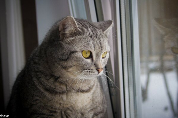 Cat look out the window photo