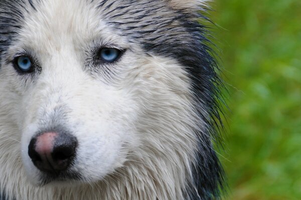 Ritratto di un bel cane con gli occhi azzurri