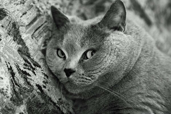 Einfarbiges Foto einer großen Katze