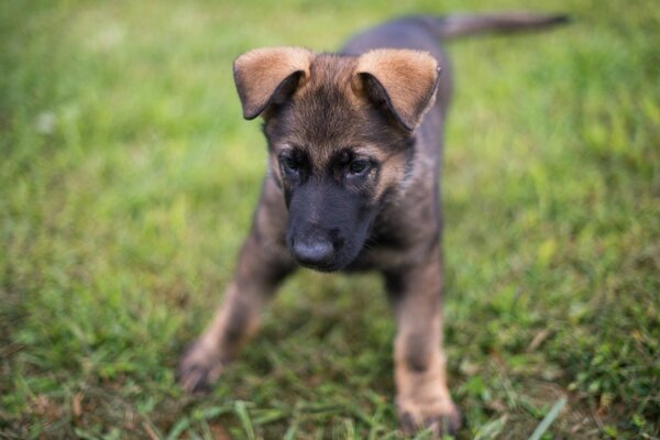 Yetişkin bir köpek yavrusu çimlerde oynuyor