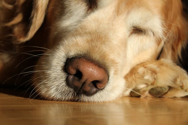 The dog sleeps peacefully on the floor