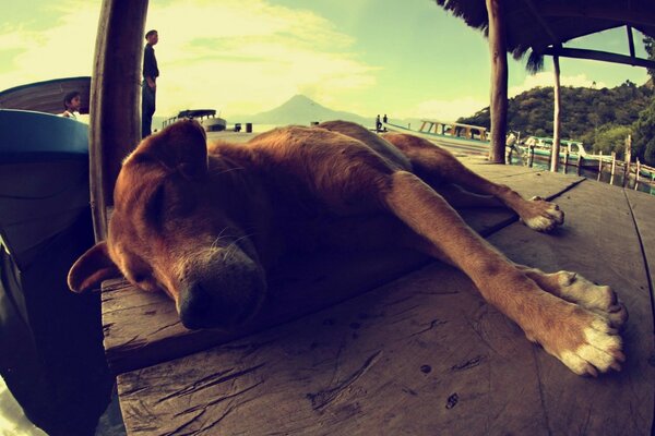 Não sou um cão bêbado, estou muito cansado. 