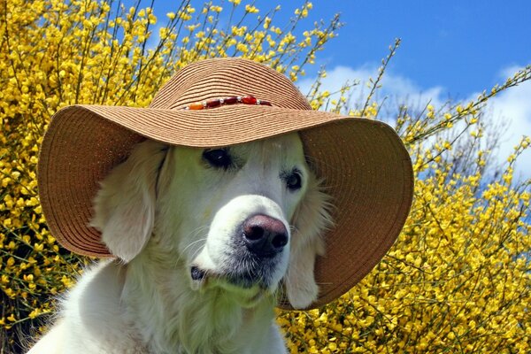 Lindo perrito con un sombrero en el fondo de la naturaleza