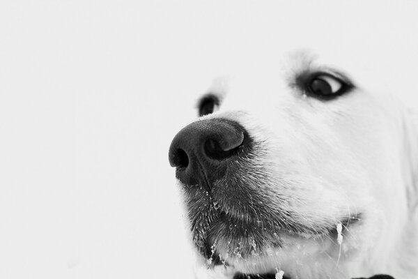 Perro blanco sobre fondo blanco