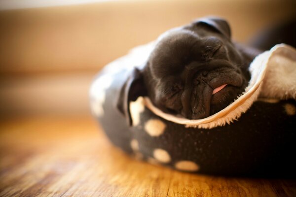 Chiot mignon se trouve dans une pantoufle