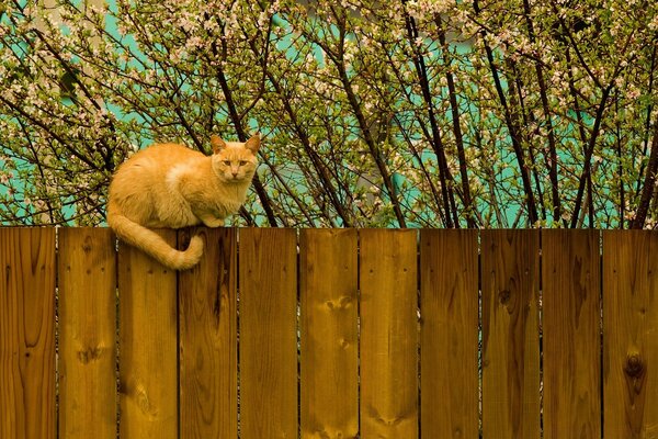 Chat roux sur une clôture en bois