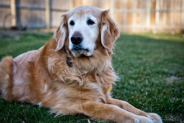 Cane sullo sfondo del muro si trova sull erba