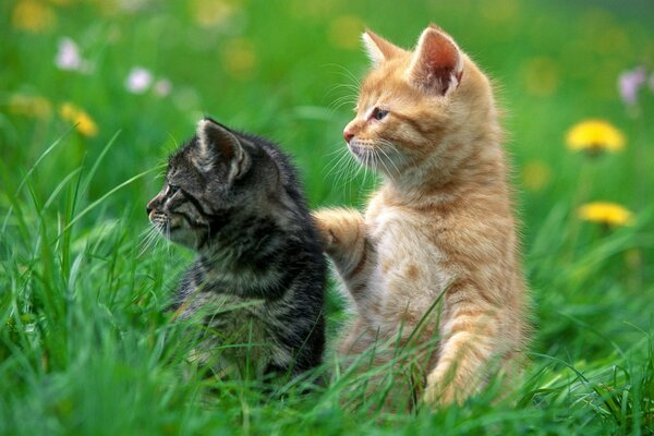 Red and black kitten in the green grass