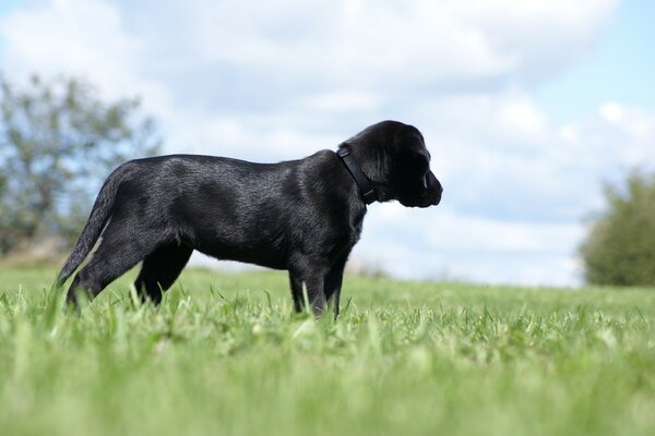 Schwarzer Hund im grünen Gras