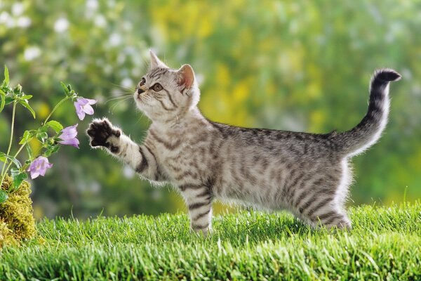 Eine gefleckte Katze im grünen Gras