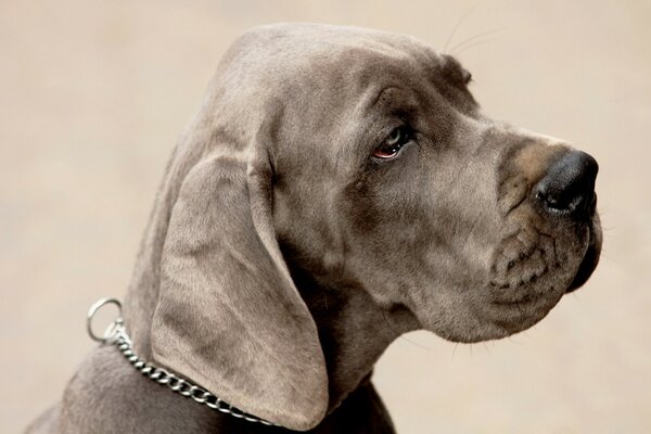 Sad look of a chocolate dog