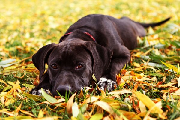 Cão bonito que joga na grama