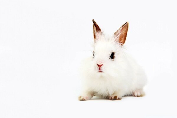 Petit lapin blanc sur fond blanc