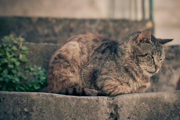 Gato en la calle. Animales alrededor