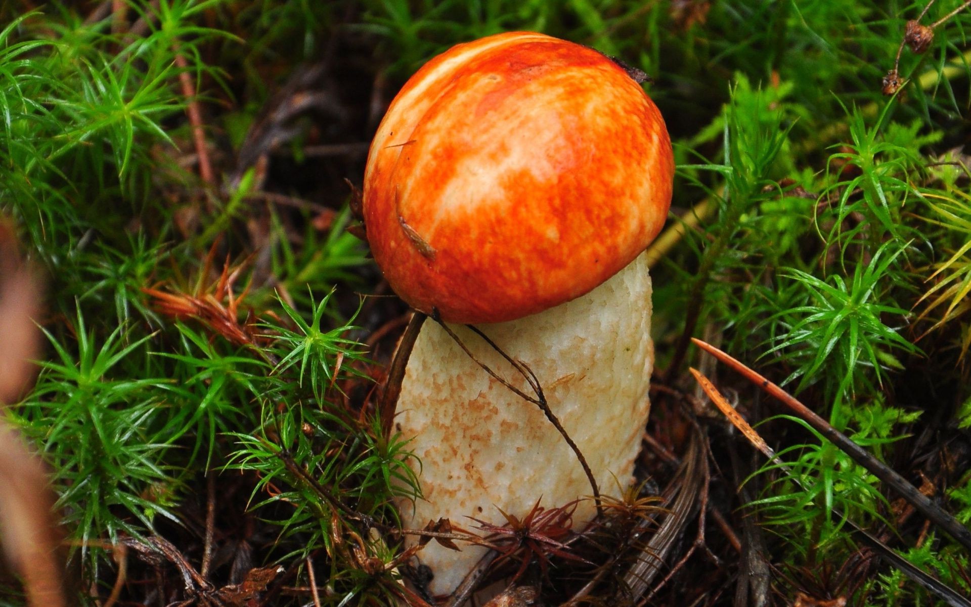 mushrooms fungus fall nature mushroom wood leaf food grass flora season moss close-up outdoors edible