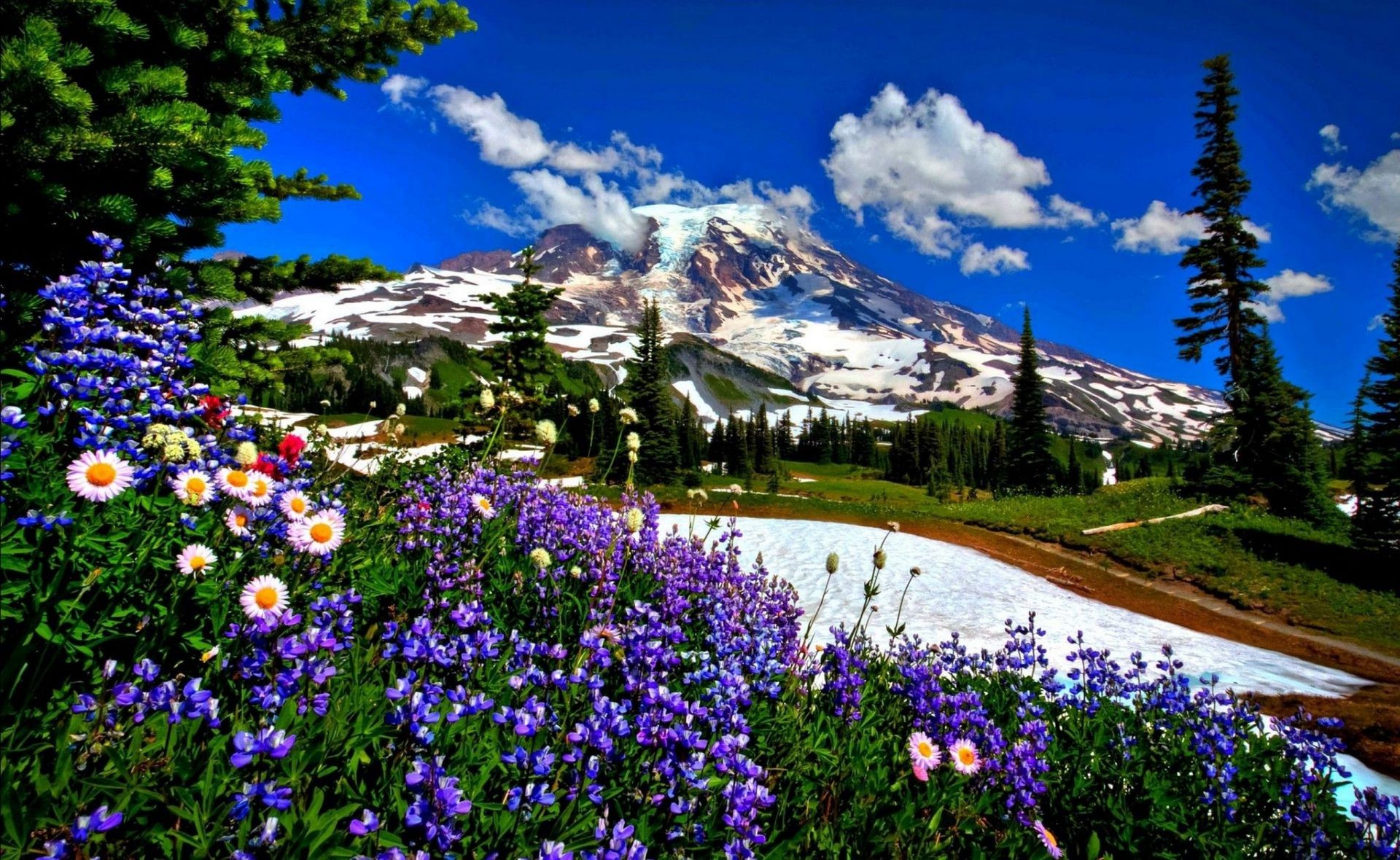 山 花 自然 景观 户外 夏天 风景 草木 树 植物 季节 山 草 颜色 旅游 木材 公园 乡村 奇观