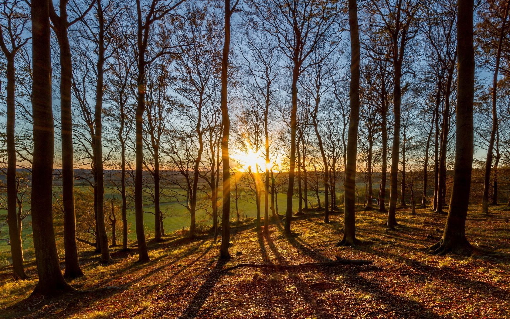 sonnenuntergang und dämmerung holz dämmerung holz landschaft sonne natur gutes wetter herbst park licht jahreszeit im freien sonnenuntergang nebel medium blatt nebel hell