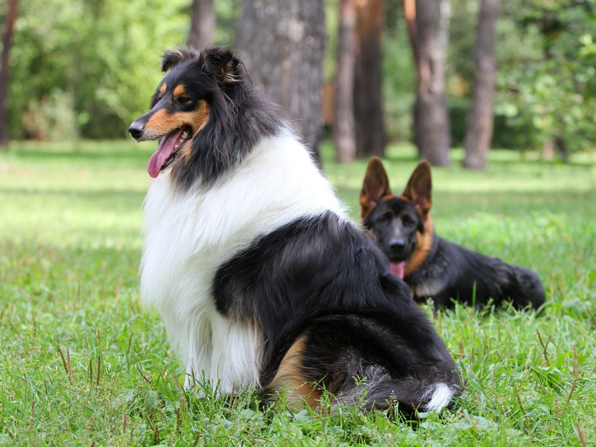 chien chien mammifère cynologue animal de compagnie animal portrait herbe chiot mignon chien de berger pur-sang pedigree domestique berger fourrure race obéissance collie aperçu