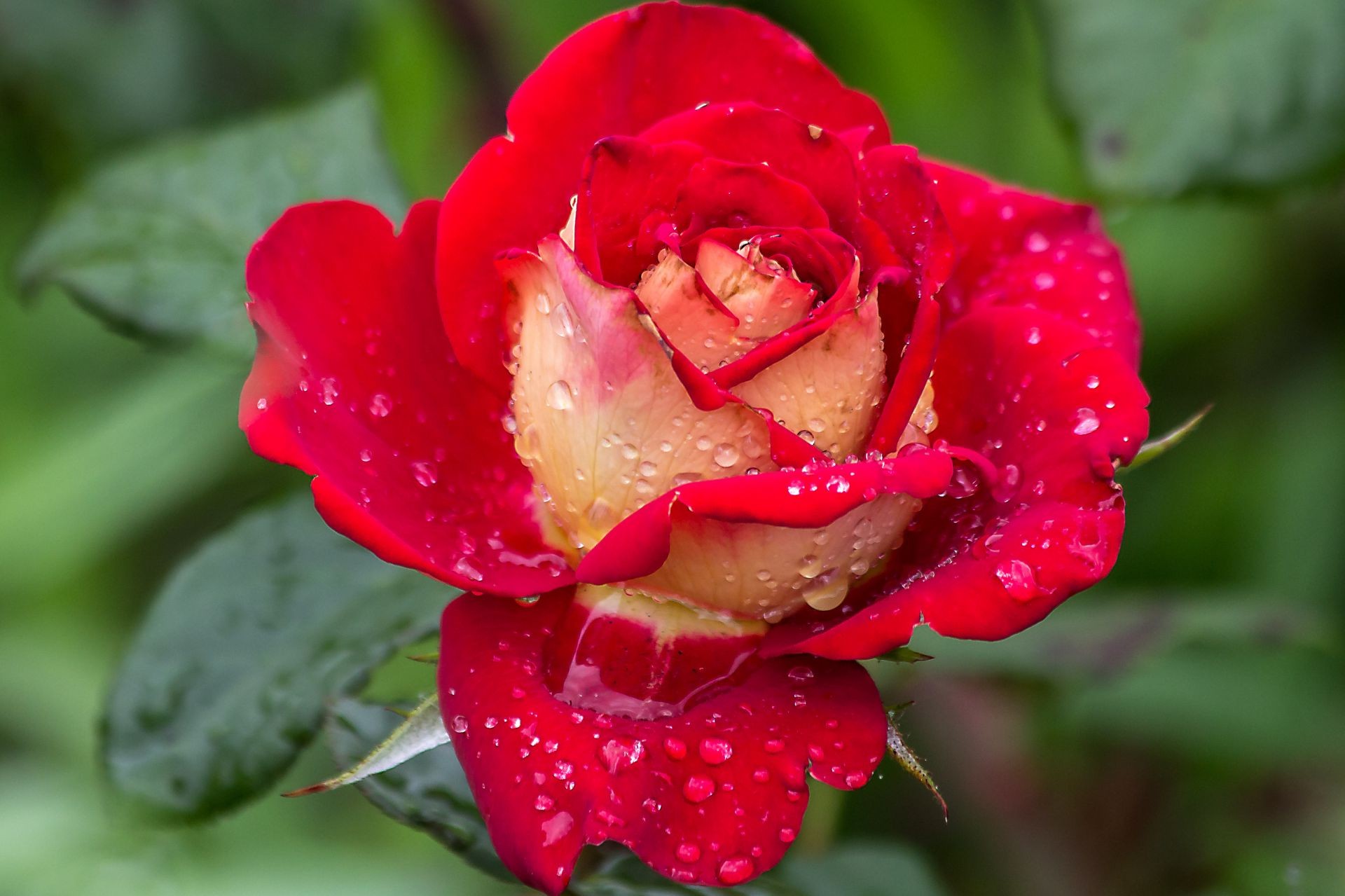 rose nature flower leaf flora garden dew love summer floral bright color petal close-up blooming