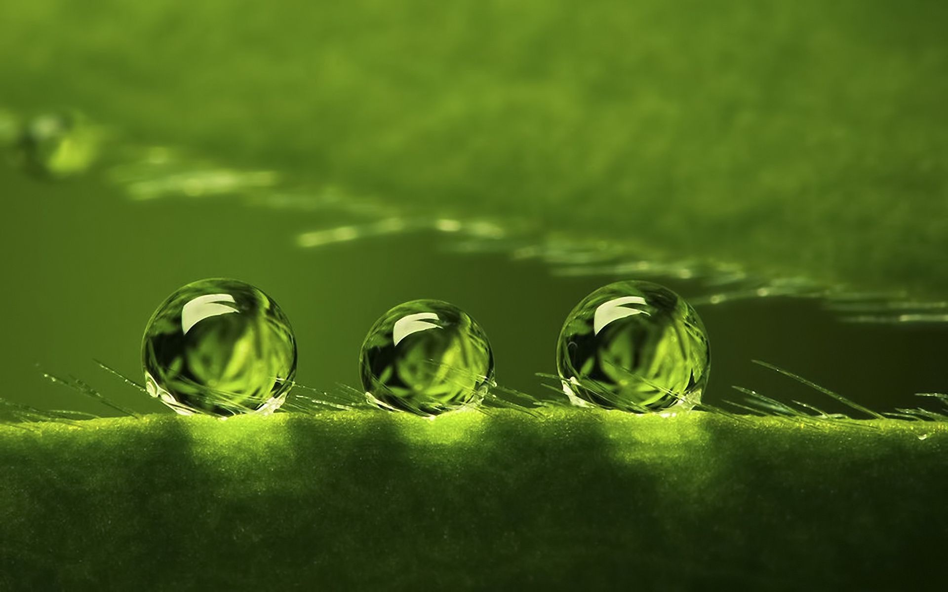 droplets and water drop water rain wet dew droplet garden waterdrop leaf nature purity freshness flora desktop bubble grass reflection environment