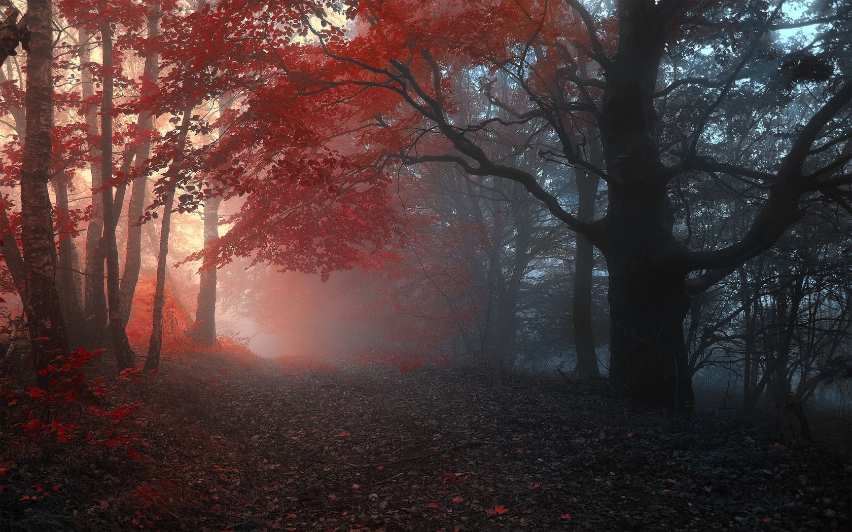 atardecer y amanecer árbol otoño paisaje hoja niebla madera parque iluminado luz amanecer niebla rama medio ambiente sol naturaleza tiempo