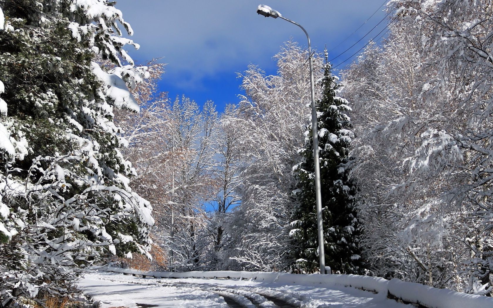 hiver neige froid gel congelé glace bois saison arbre paysage météo neigeux nature scénique glacial tempête de neige neige-blanc pin