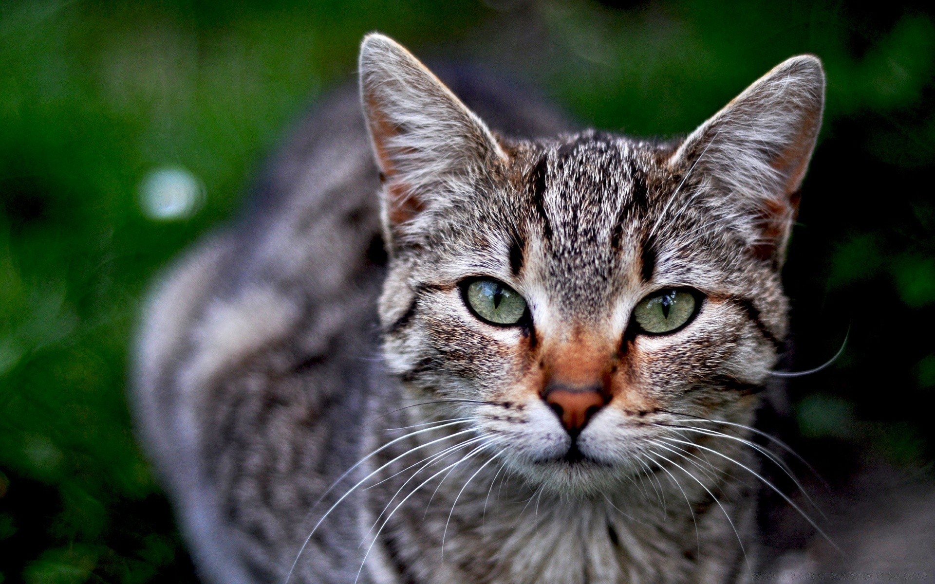 katze tier niedlich natur katze haustier säugetier fell wenig auge kopf porträt kätzchen inländische