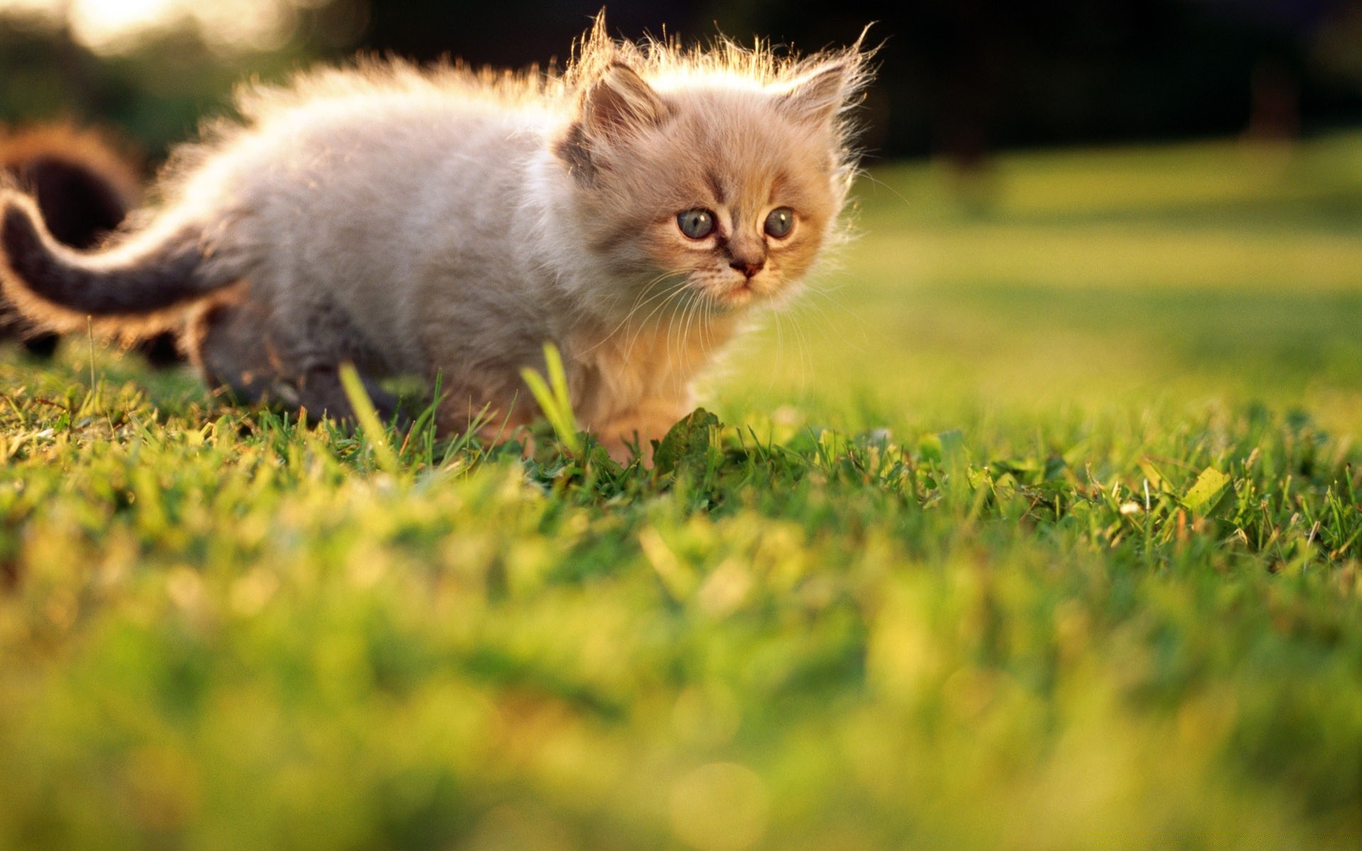 cats cat cute animal grass mammal nature fur little pet kitten young field domestic hayfield portrait baby