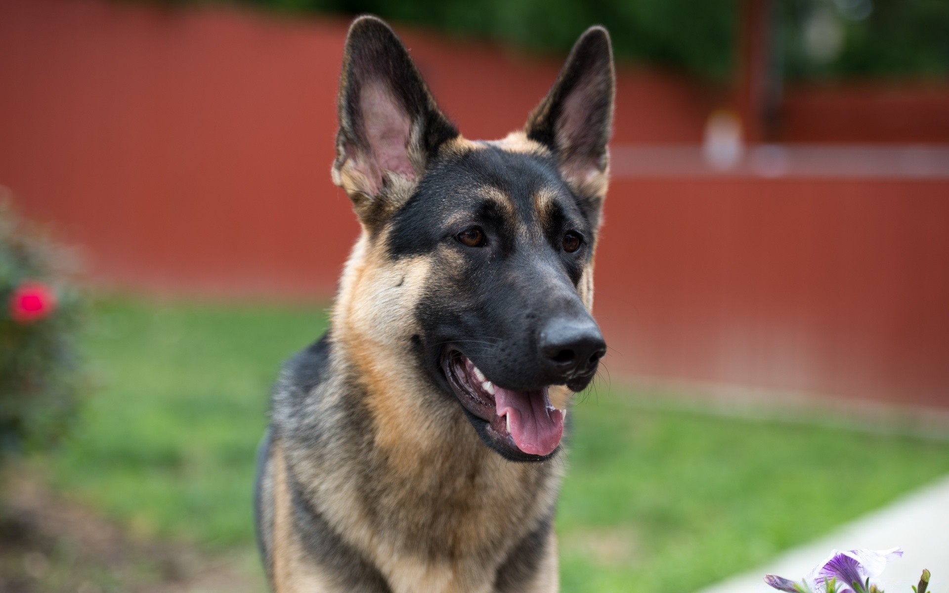 hunde hund säugetier hundespezialist haustier porträt im freien niedlich gras eine ansicht tier natur