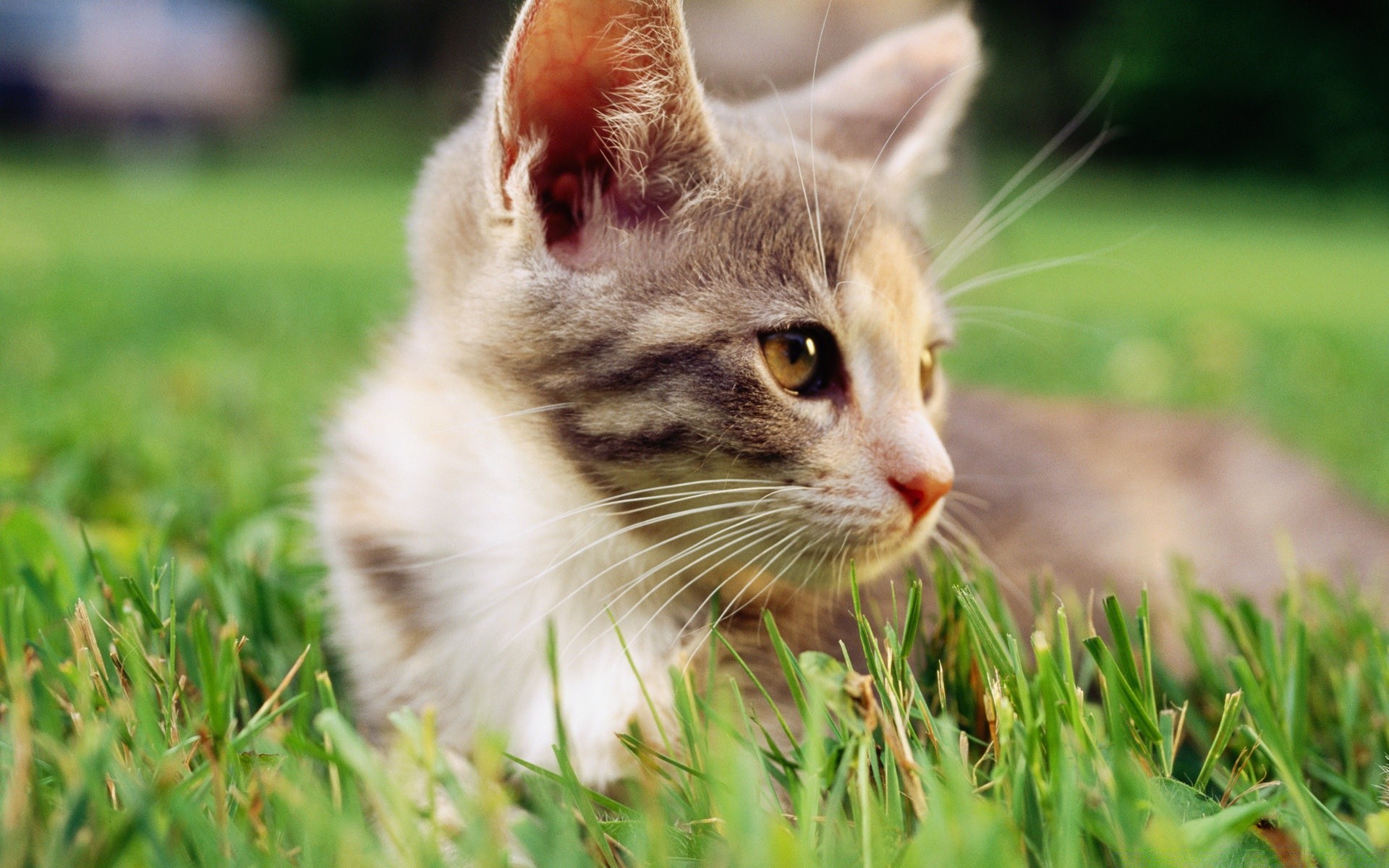 gatos lindo animal hierba naturaleza gato pequeño piel mascota joven doméstico ojo gatito mamífero retrato adorable viendo bebé abajo bigote divertido