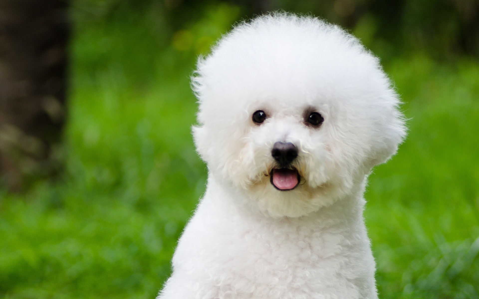 cão mamífero fofa pequeno cão animal pele ao ar livre retrato