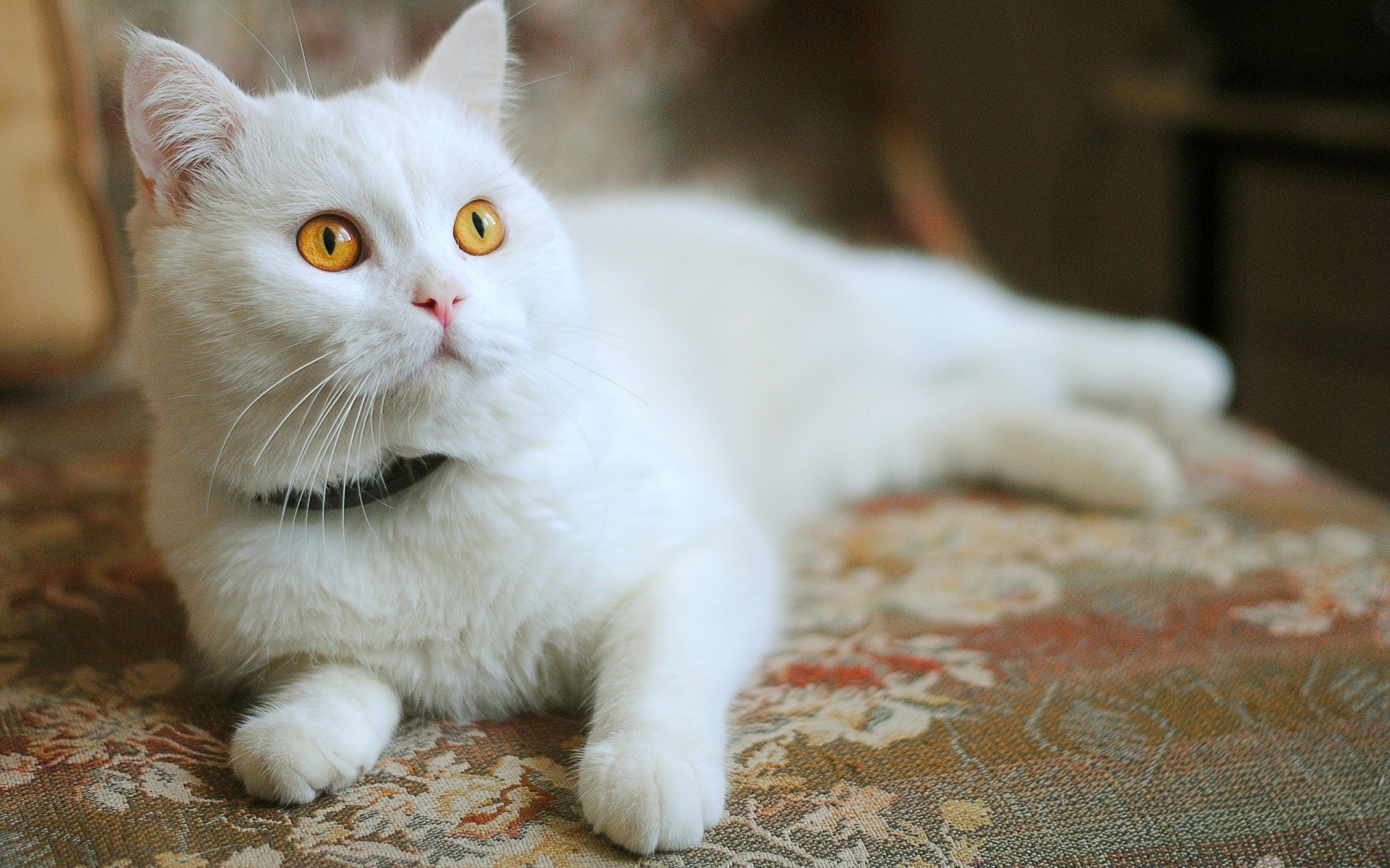 katze katze niedlich porträt auge säugetier haustier tier kätzchen ein fell sitzen neugier