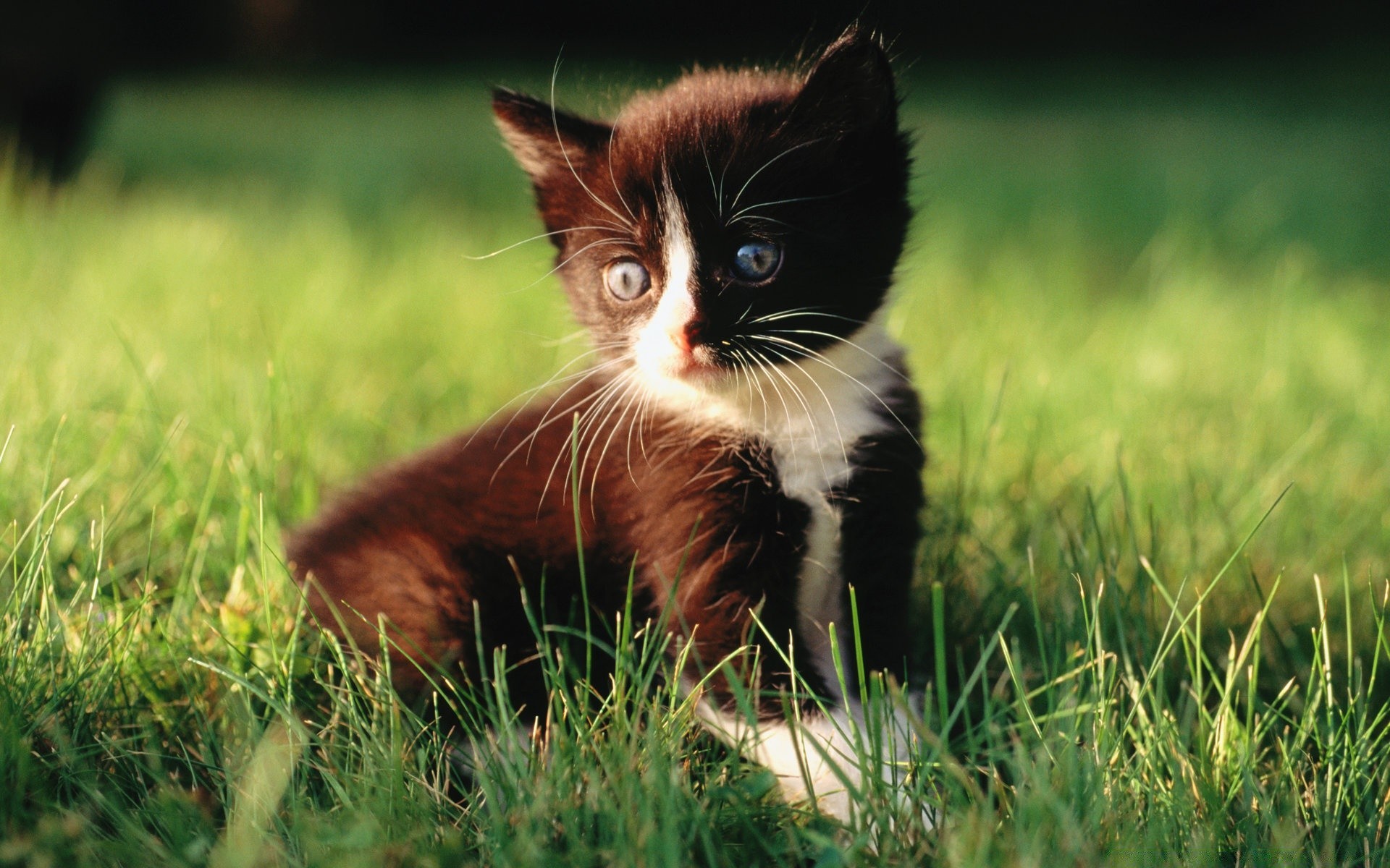 cats grass nature animal cat cute mammal young field portrait