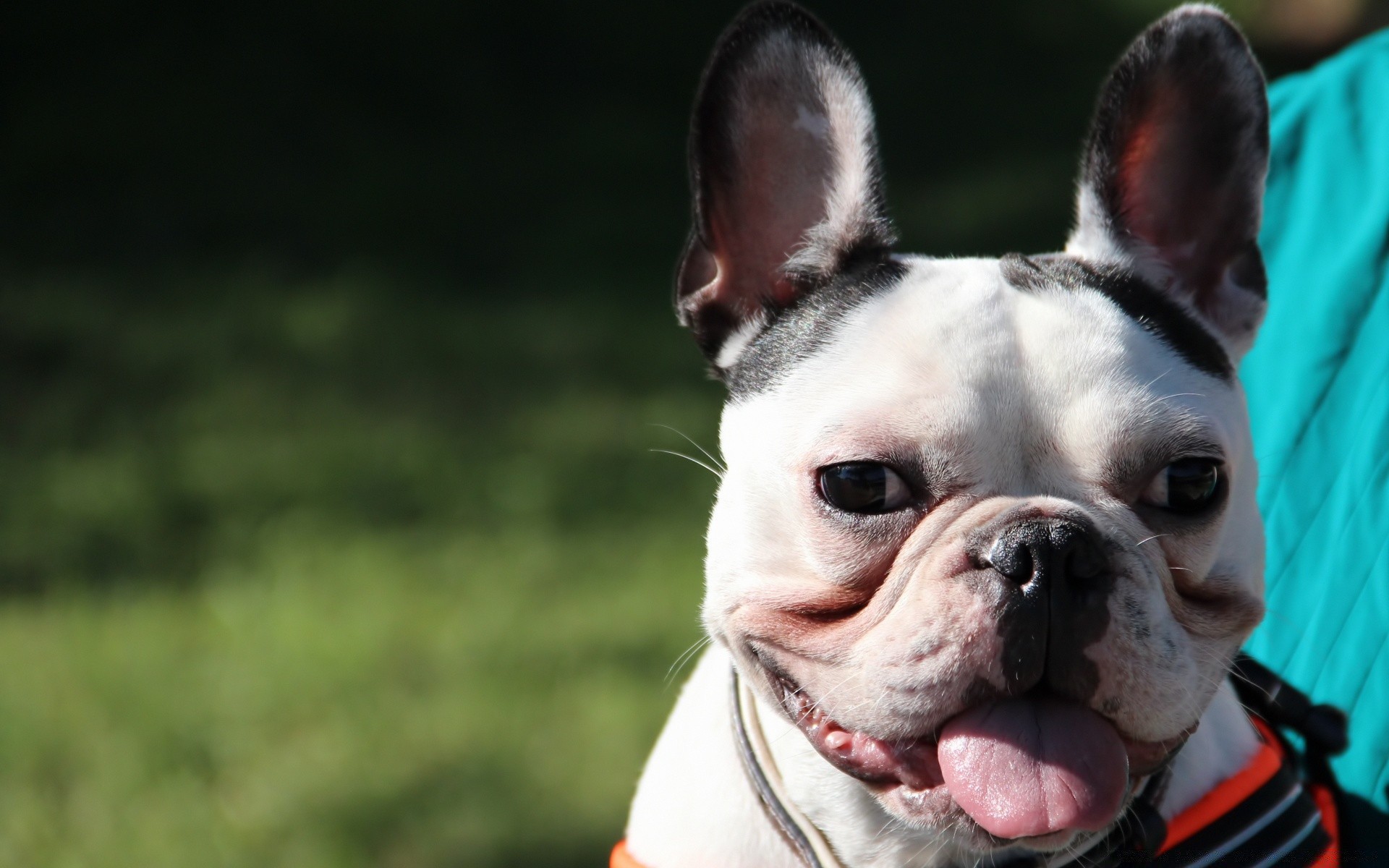 cães cão cinegrafista retrato mamífero animal de estimação fofa jovem buldogue sozinho filhote de cachorro engraçado terrier ao ar livre pouco ver