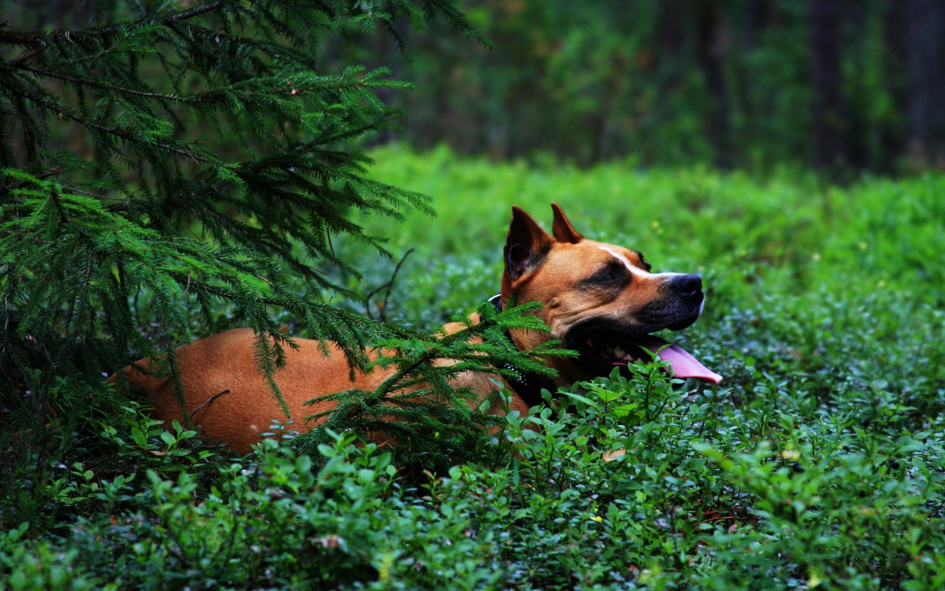 köpekler açık havada köpek çimen doğa ahşap yaz memeli sevimli köpek eğitmeni bir hayvan