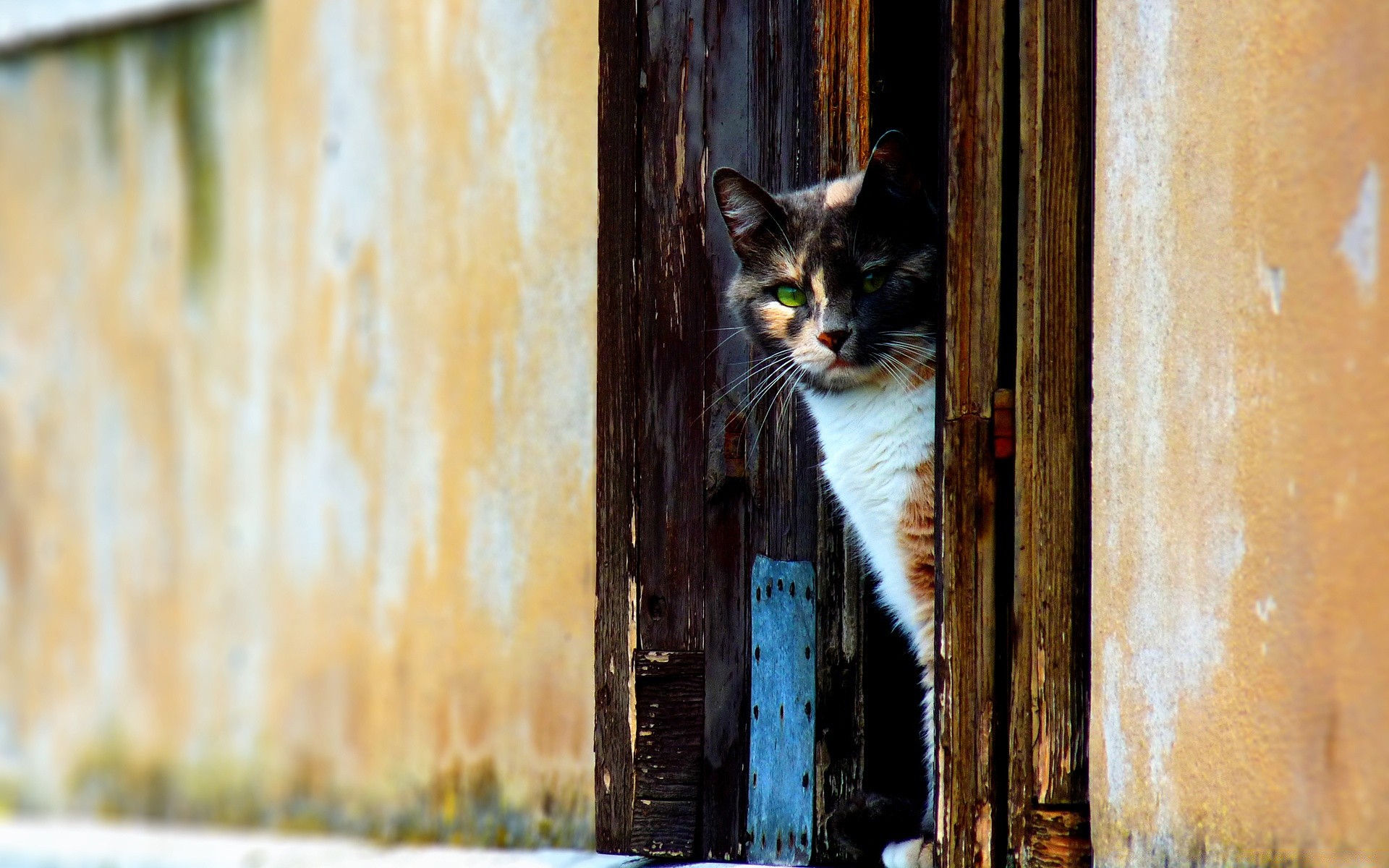 gato gato puerta madera animal cerca