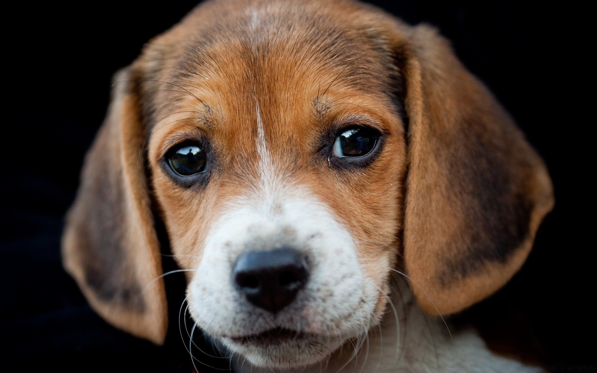 chien chien animal de compagnie cynologue mammifère chiot animal mignon race portrait studio pur-sang adorable domestique beagle petit chien pedigree