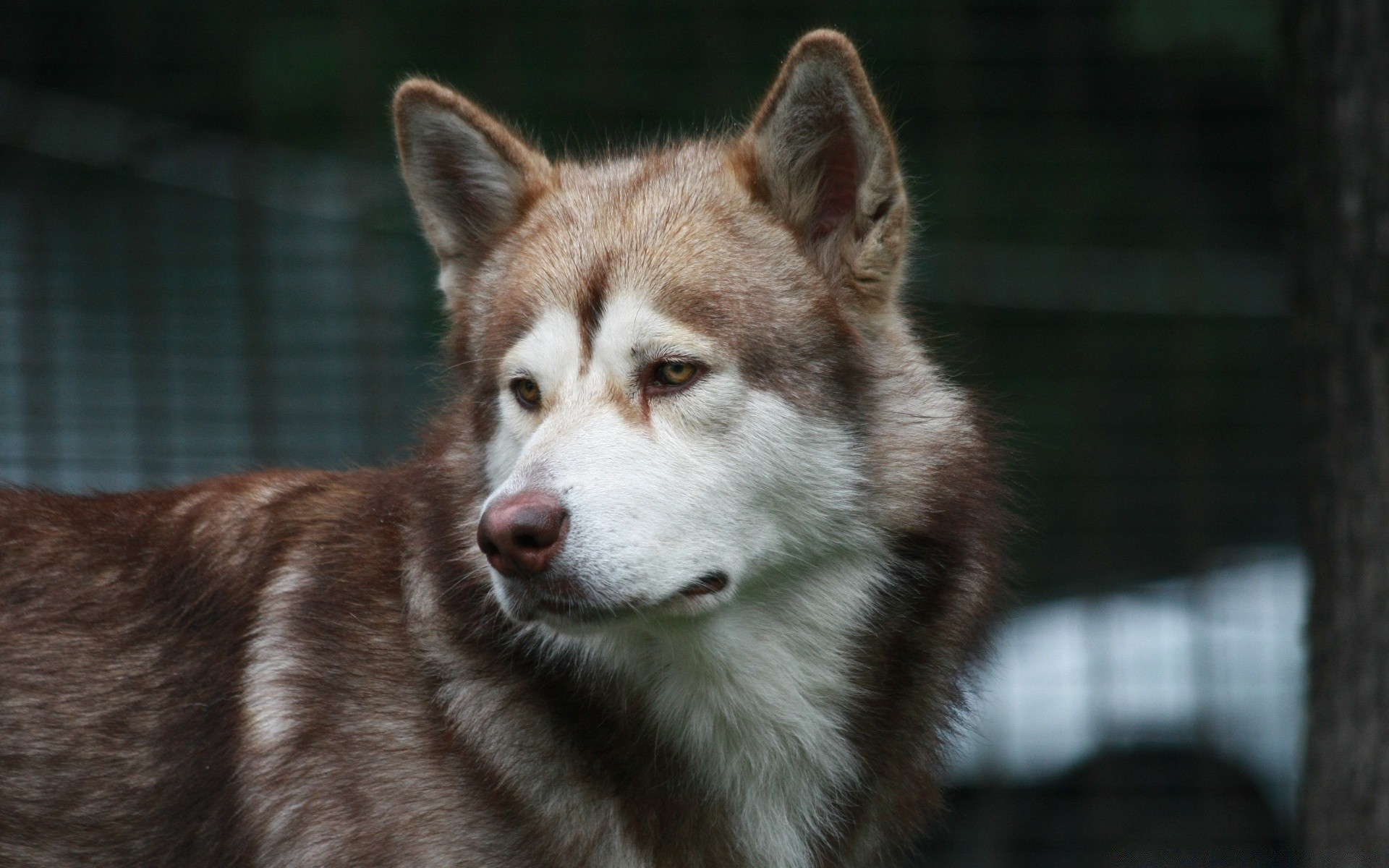 hund säugetier hund porträt niedlich hundesportler ansicht auge einzelne haustier tier tierwelt fell